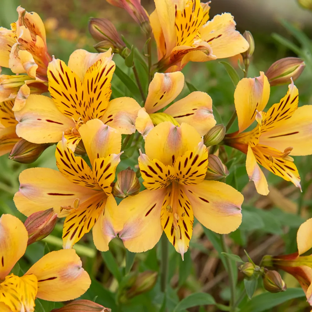 Lys des Incas - Alstroémère Duc d'Anjou Nicolas Alstroemeria Duc d'Anjou Nicolas