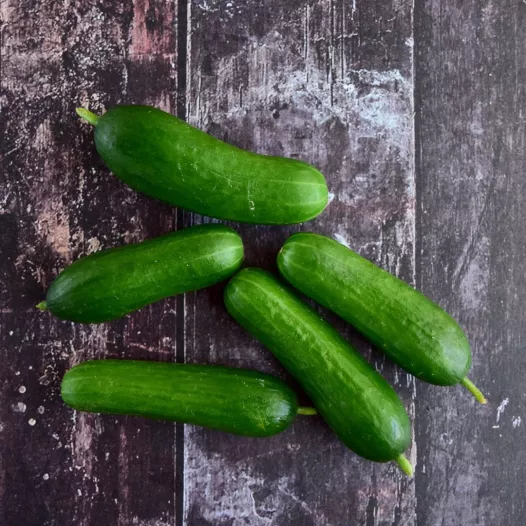 Komkommer Kaban (snack) | Bio en reproduceerbare zaden