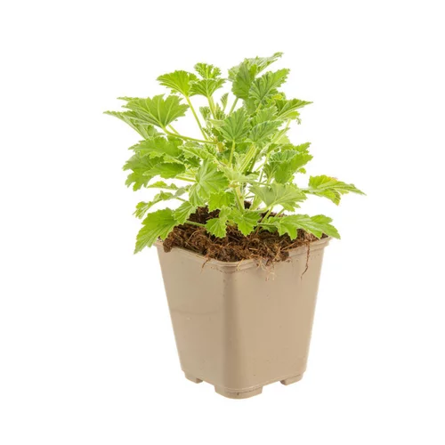 Geranium Odorant Bio. Le pot de 9x9 cm