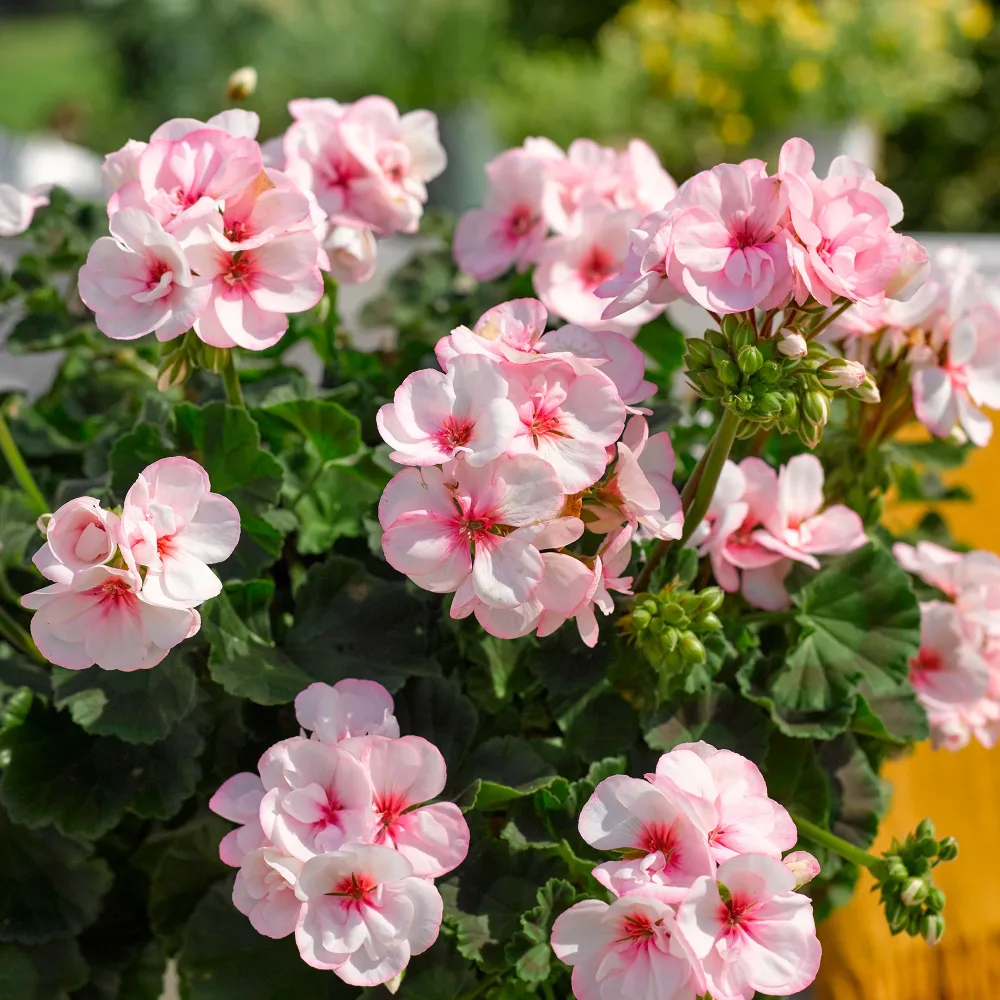 Geranium zonale Estelle Pelargonium zonale Estelle