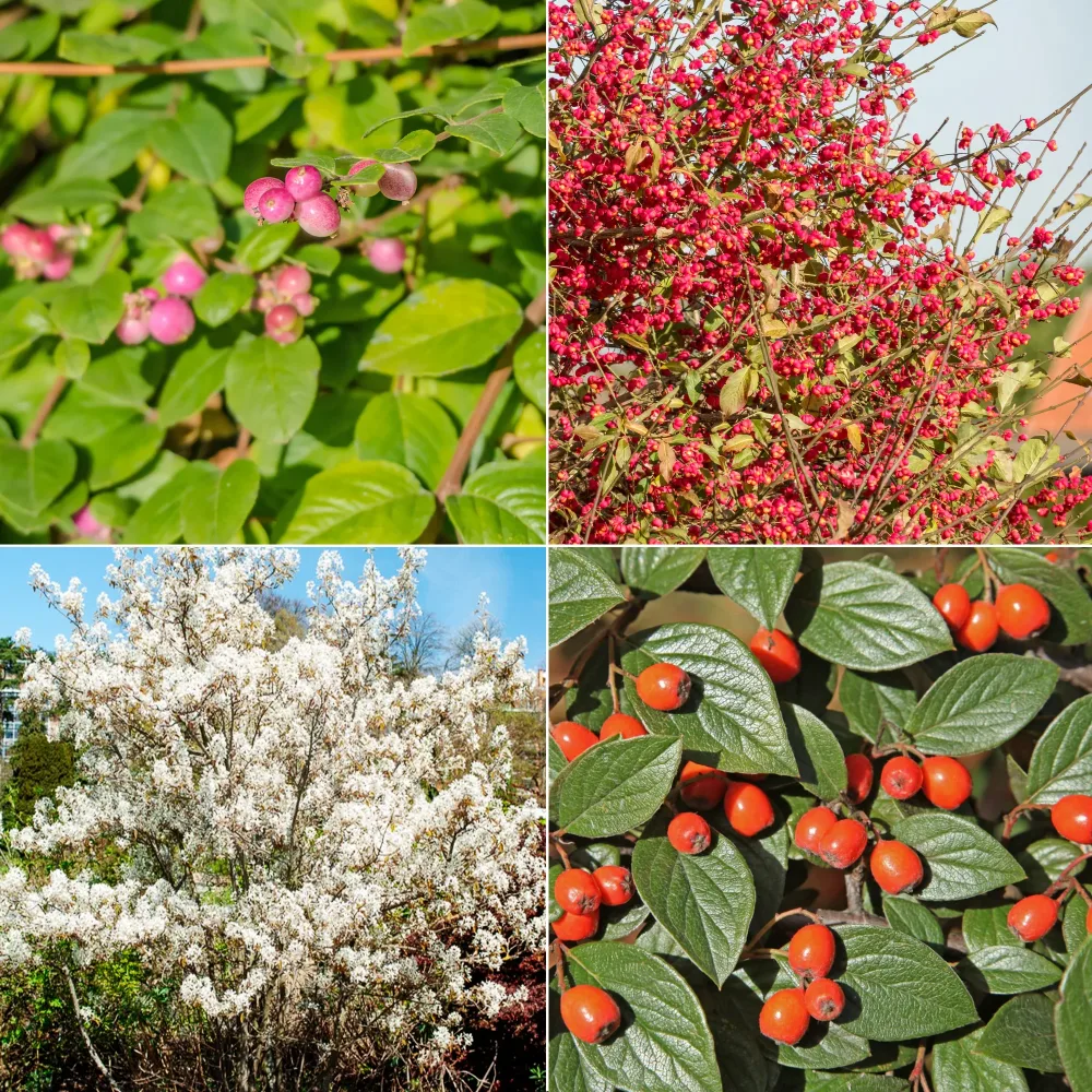 Collection Haie aux oiseaux Cotoneaster franchetii, Amelanchier lamarckii, Euonymus europaeus, Symphoricarpos doorenbosii