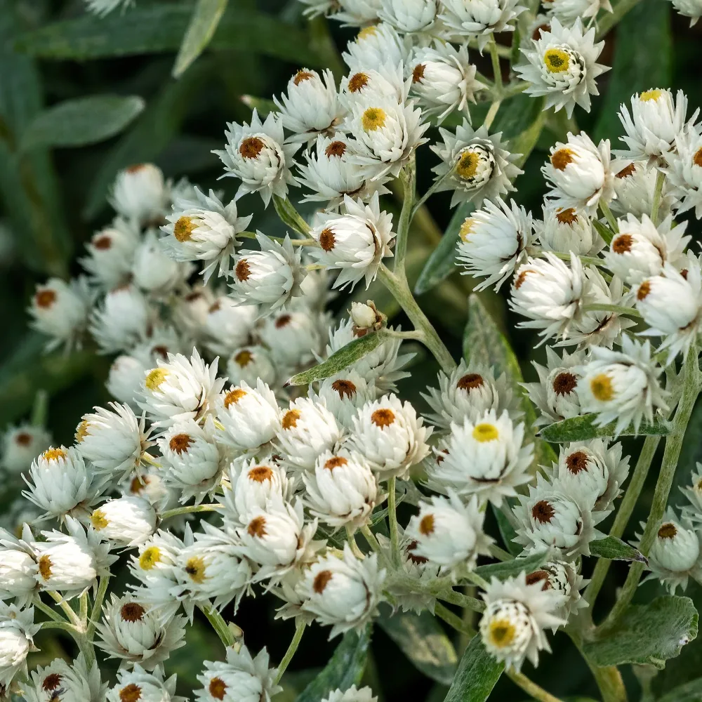 Immortelle de l'Himalaya Sommerschnee Anaphalis triplinervis Sommerschnee