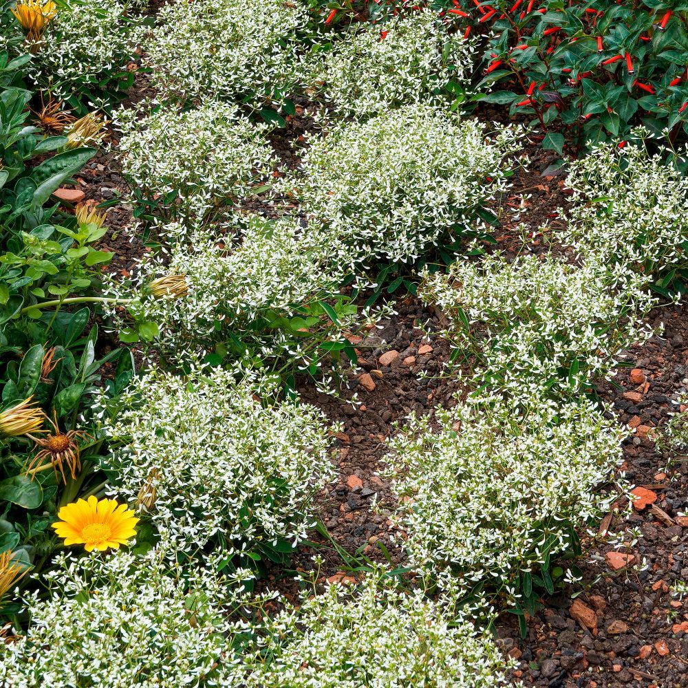 Euphorbe Diamond Frost Euphorbia hypericifolia Diamond Frost