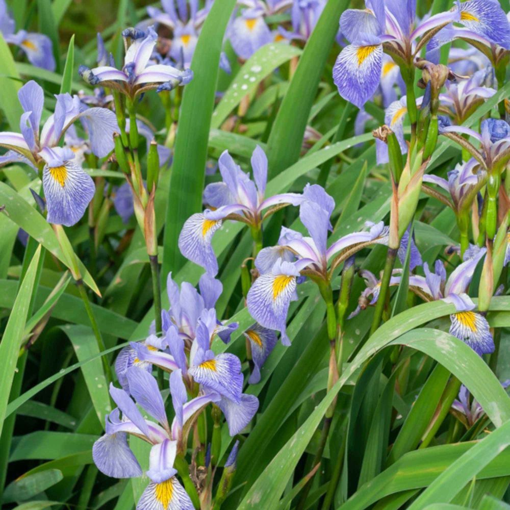 Iris versicolore Iris versicolor