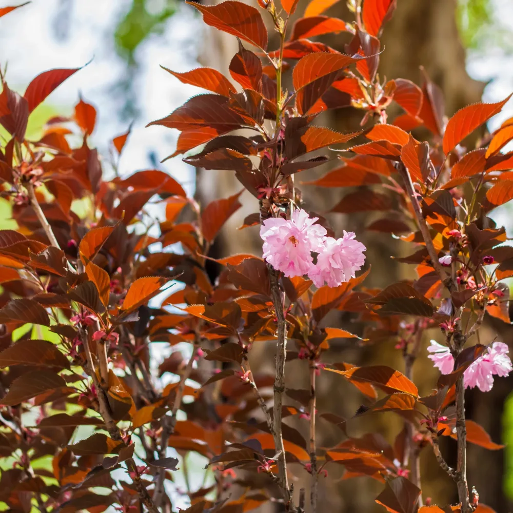 Prunus Royal Burgundy Prunus serrulata Royal Burgundy