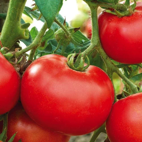 Tomate Ronde Merveille Des Marches bio. Le pot de 9 x 9 cm