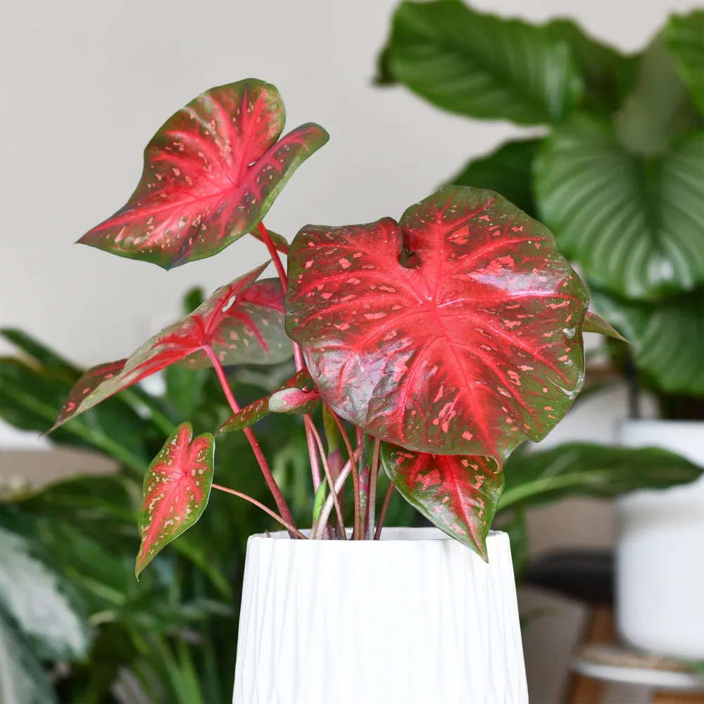 Caladium Red Flash Caladium x hortulanum Red Flash