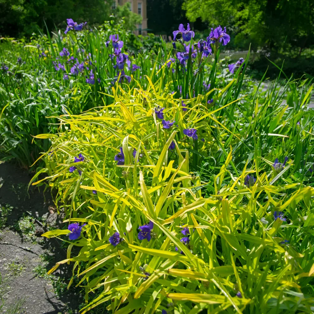 Ephémère de Virginie Sweet Kate Tradescantia ( andersoniana group ) sweet kate