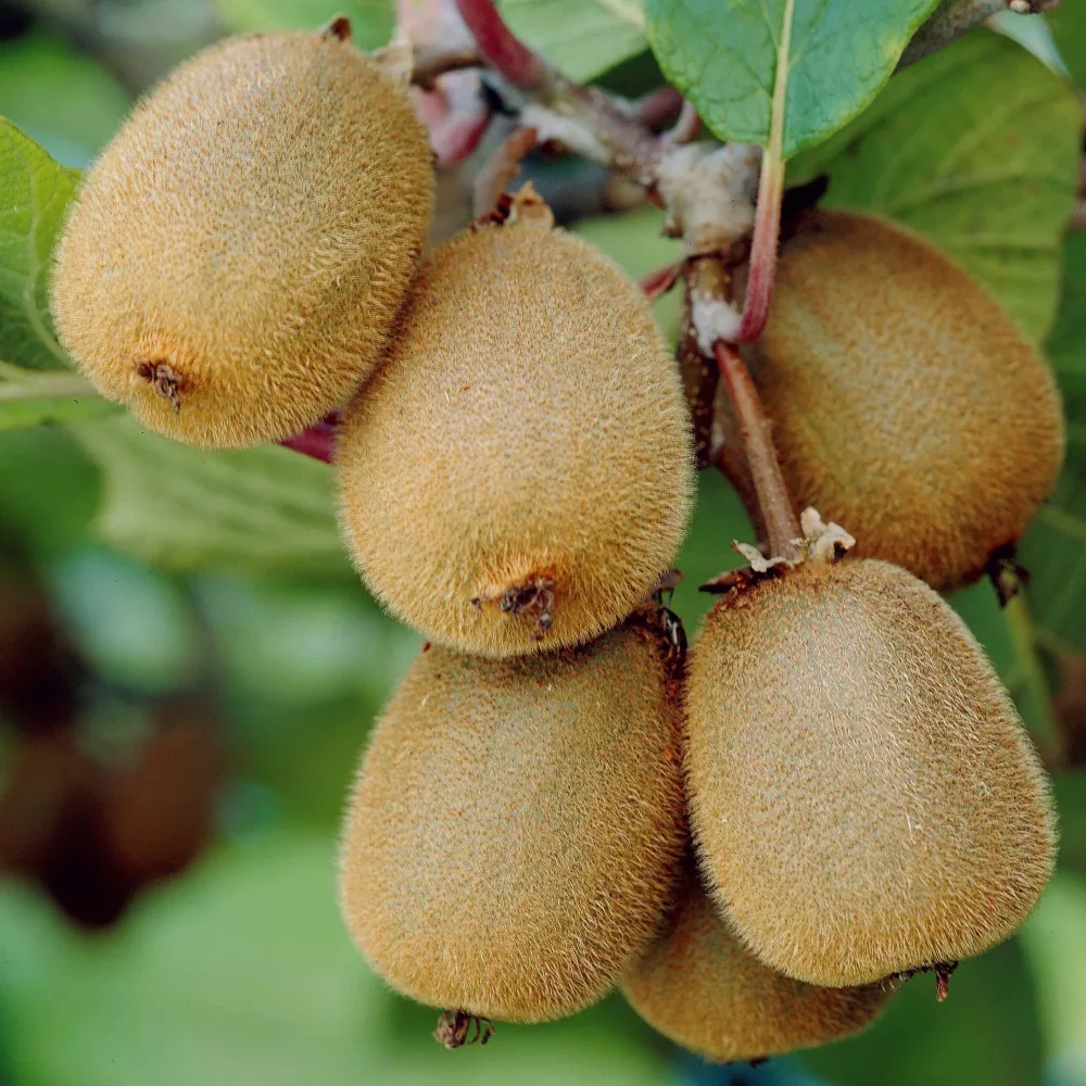 Kiwi autofertile Solissimo Renact Actinidia deliciosa Solissimo ® Renact