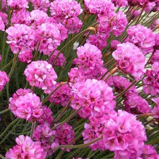 Gazon d'Espagne Rubrifolia Armeria maritima Rubrifolia