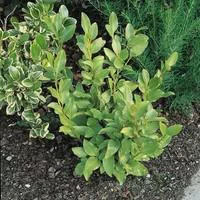 Griselina Littoralis vert 80/60 cm en pot de 4 L