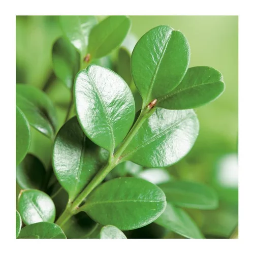 Buis (BUXUS MICRO.FAULKNER) Le pot de 18 litres