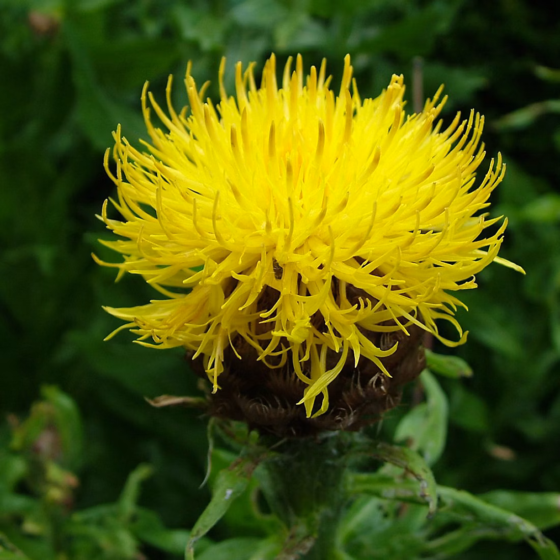 6 x Centaurée à grosses têtes | Centaurea macrocephala – godet 9cm x 9cm