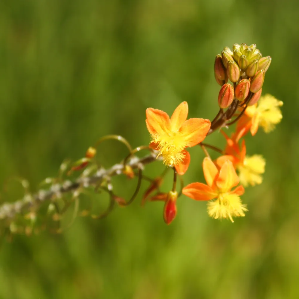 Bulbine Avera Sunset Orange Bulbine frutescens Avera Sunset Orange