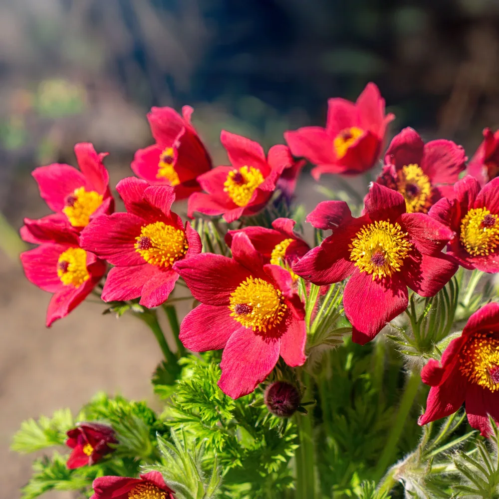 Anémone pulsatille rouge pulsatilla rood