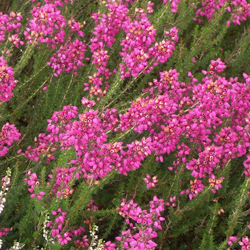 Bruyère cendrée C.D. Eason Erica cinerea c.d eason