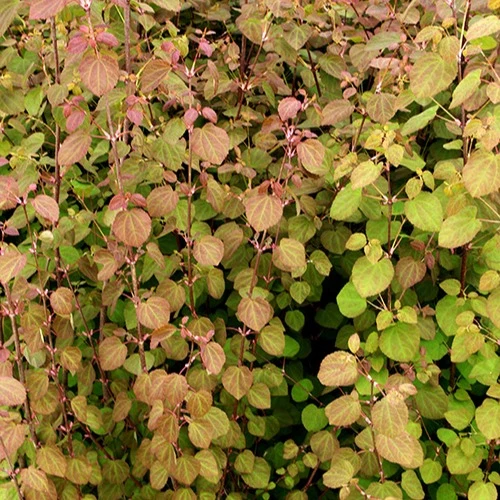 Arbre au caramel Katsura Cercidiphyllum japonicum