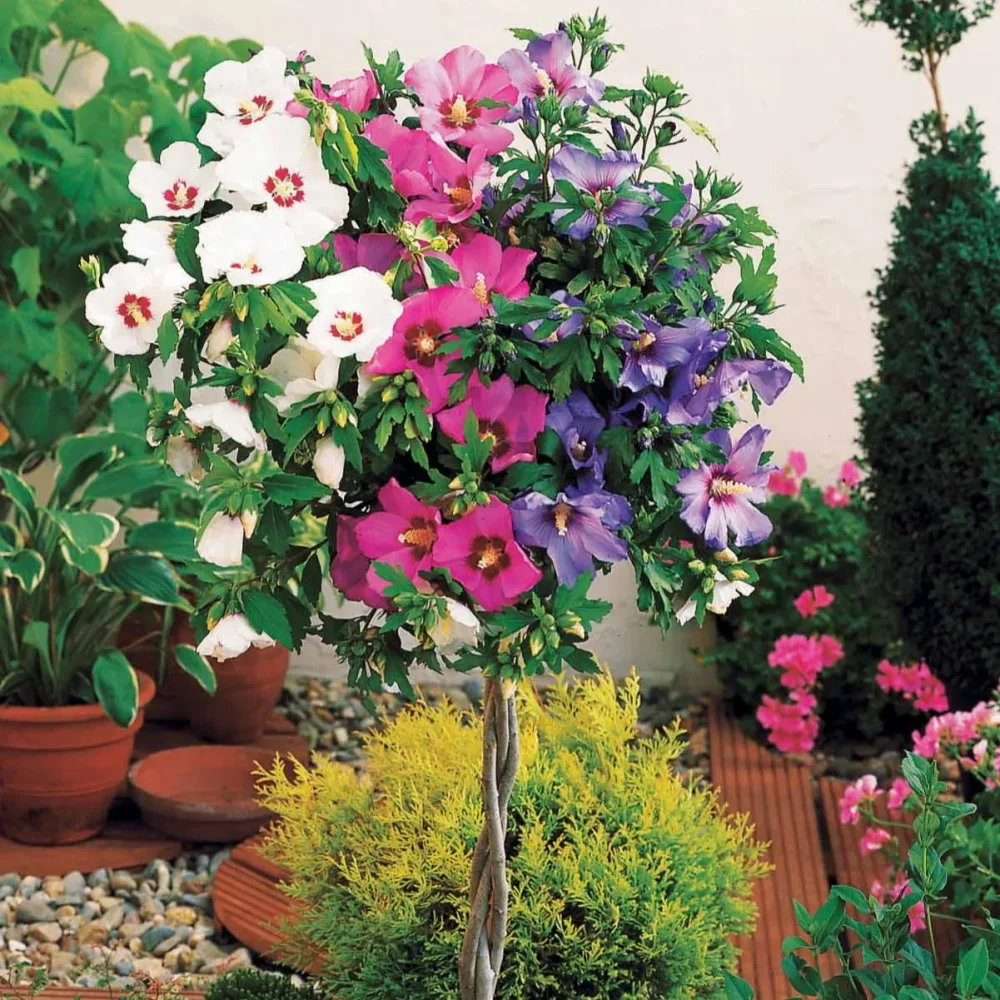 Hibiscus tricolore sur tige Hibiscus syriacus