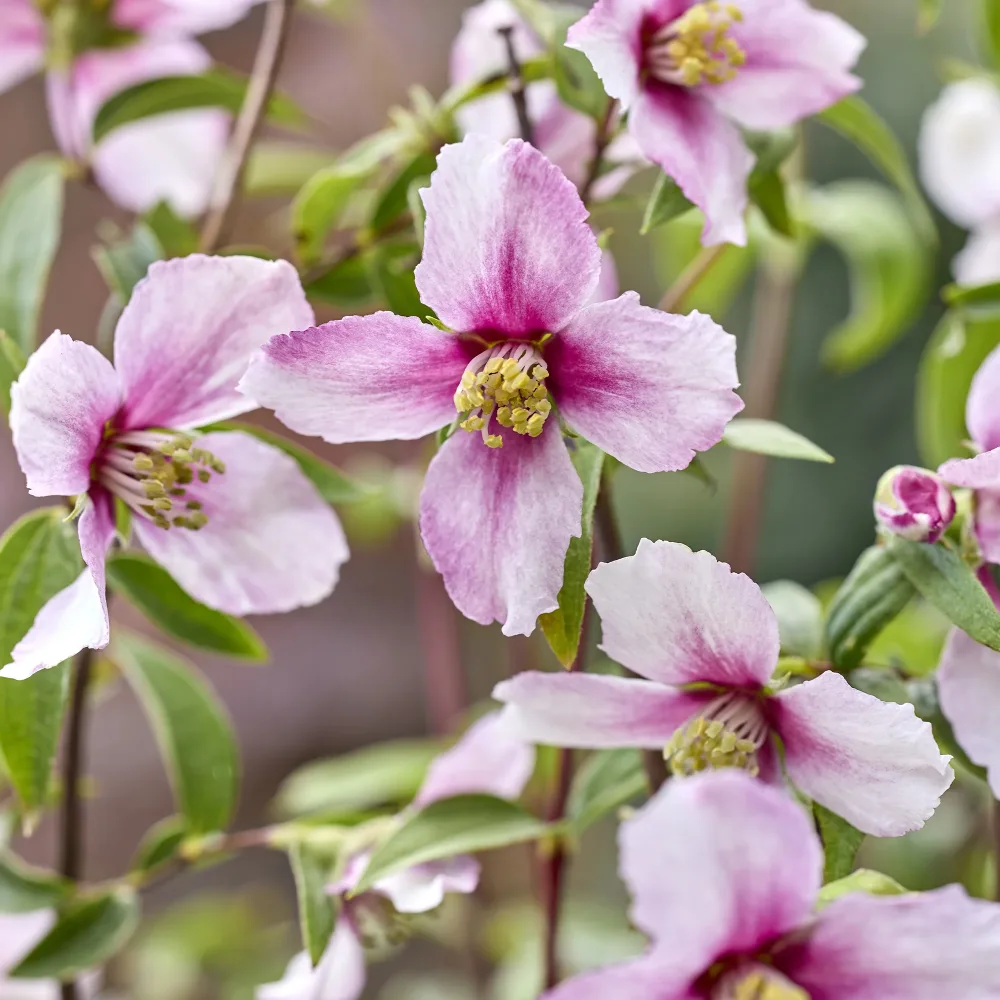 Seringat nain Petite Perfume Pink ® PHILADELPHUS coronarius Petite Perfume Pink ®