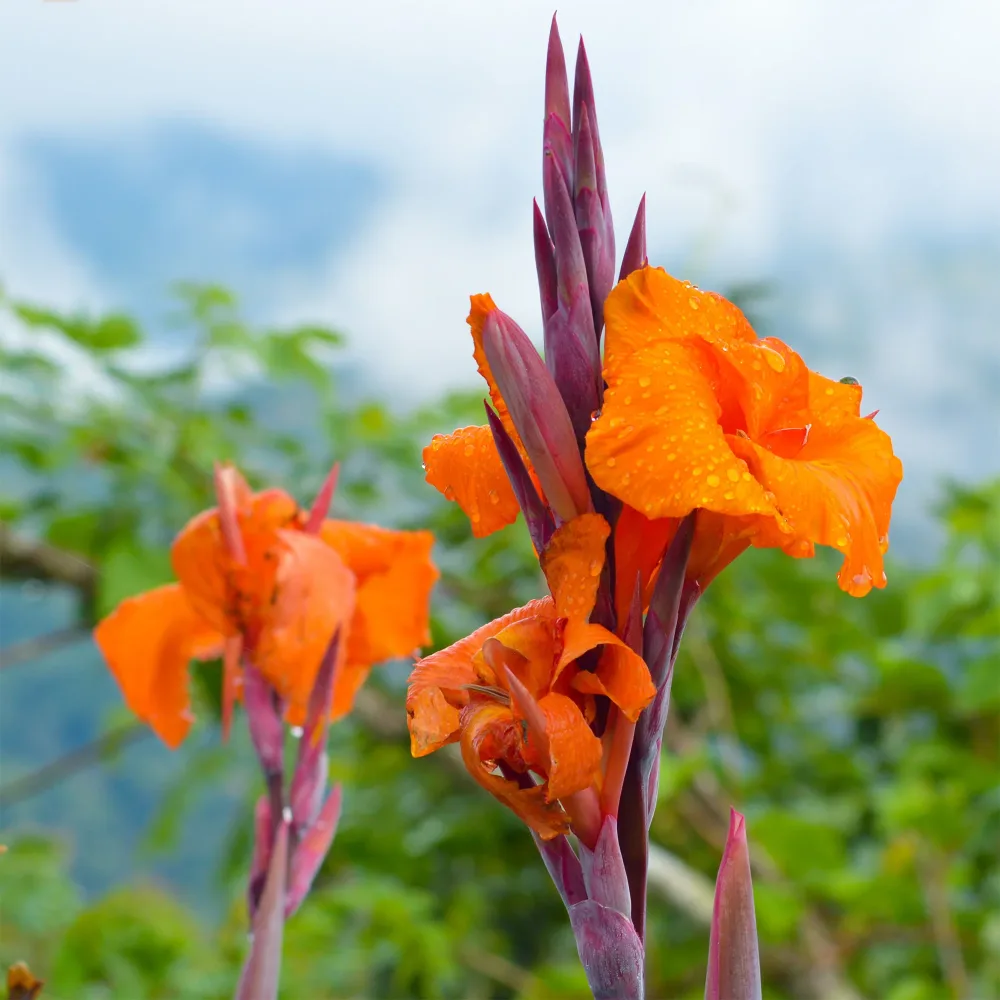 Canna Durban Canna Durban