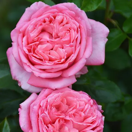 Rosier La Rose de Molinard® Delgraros