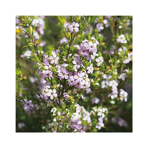 Diosma varié rose en pot de 3 L