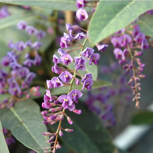 Hardenbergia arceau - Le pot de 1 litre