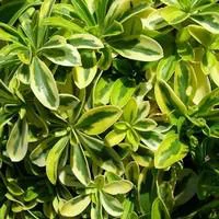 Arabis Ferdinandii Panache - Le pot de 1 litre