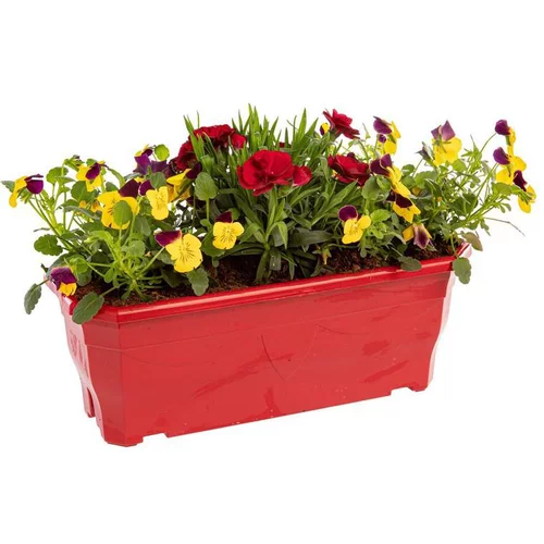 Jardinière printanière de Viola, Lierre et Œillet à fleurs multicolores - La jardinière de 30 cm
