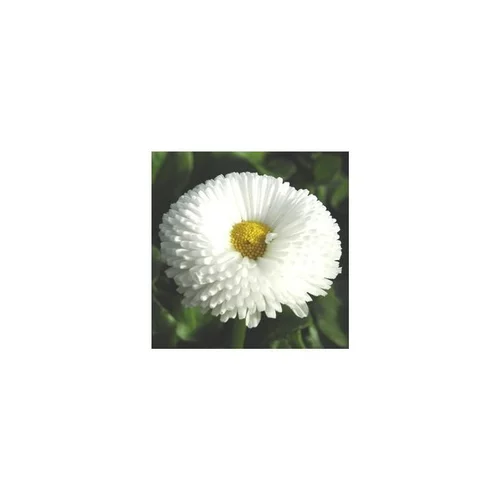 Pâquerette - La jardinière de 40 cm
