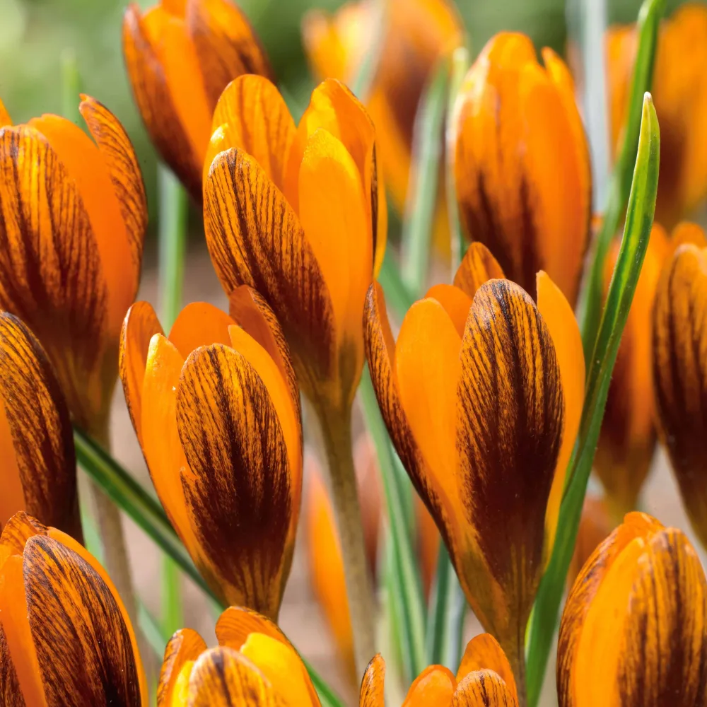 15 Crocus orange Crocus chrysanthus orange monarch