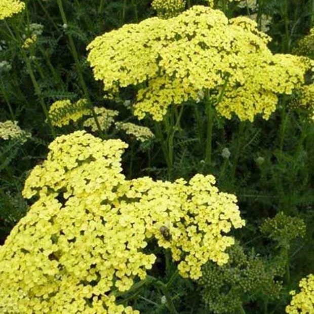 Achillée Credo Achillea hybride credo