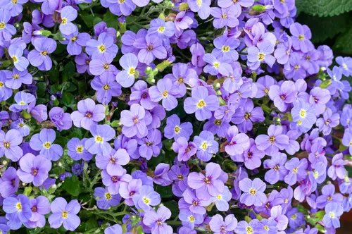 Aubriète AXCENT LIGHT BLUE - Le pot de 2 litres