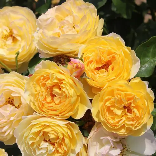 Rosier château de Cheverny® Deljaupar