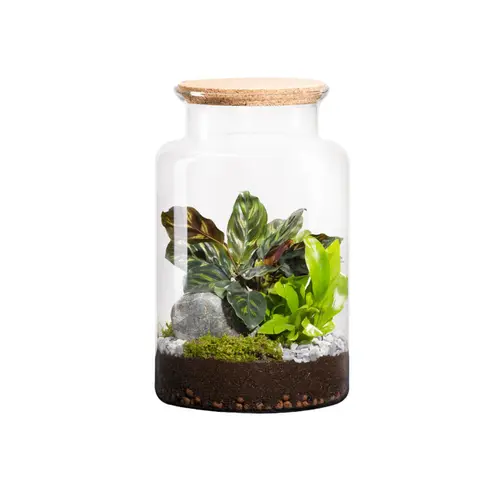 Terrarium autonome botanic® Jungle Classic - Taille M Ø 24 cm H 30 cm