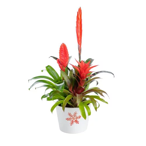 Bromelaciée en coupe Ø 16 cm