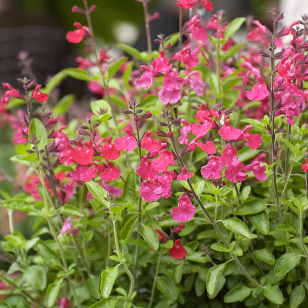 Sauge arbustive Cerro Potosi Salvia microphylla Cerro Potosi