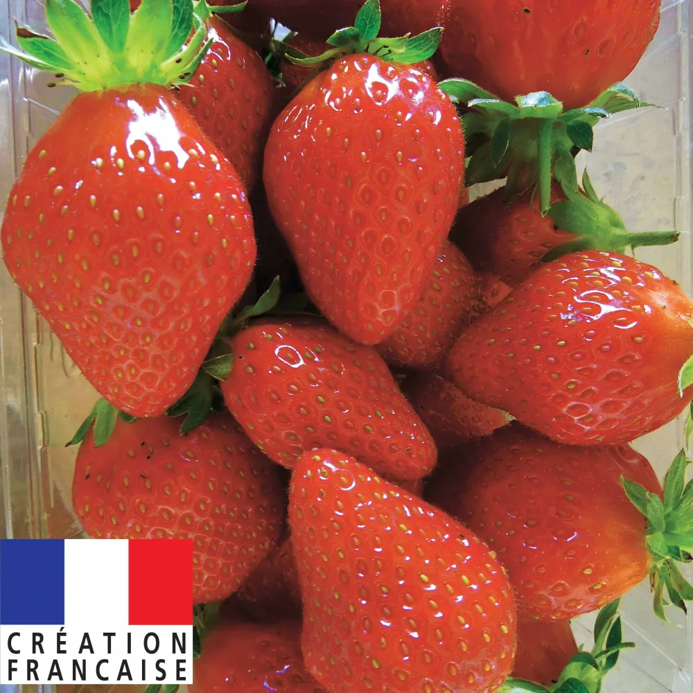 Fraisier remontant Mariguette ® Fragaria x ananassa Mariguette ® cov marionnet 99