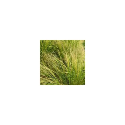 Stipa cheveux d'anges - Le pot de 2 litres