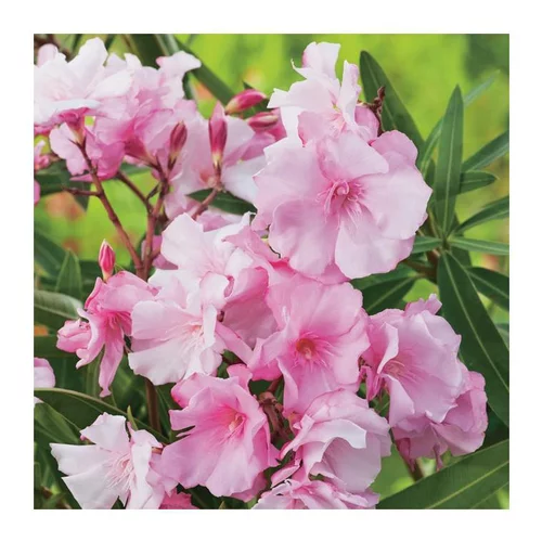 Laurier Rose Louis Pouget. Le pot de 7 litres