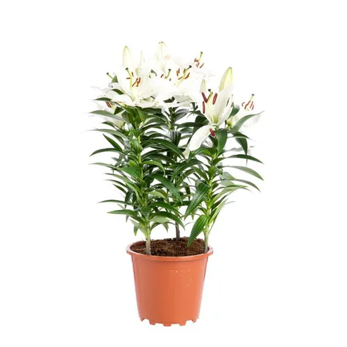 Lys Blanc 5 pieds pot Ø19xH60 cm