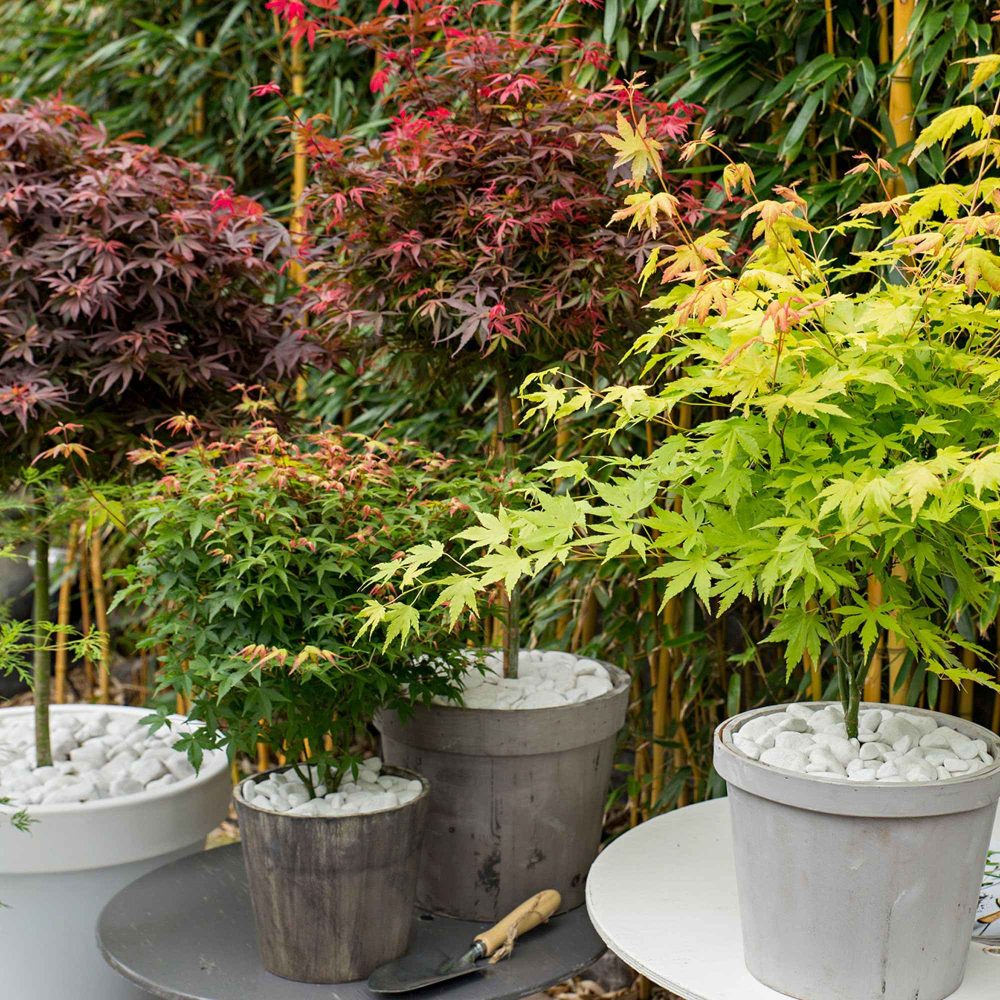 Collection de 4 érables du Japon Colorful Leaves Acer palmatum Orange Dream, Atropurpureum, Little princess, Katsura