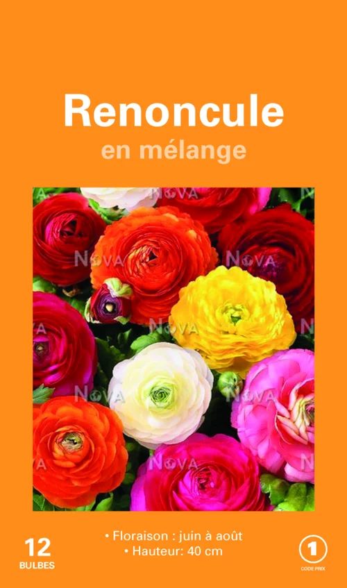 Bulbes de fleurs Renoncules asiatiques en mélange botanic® – 12 bulbes