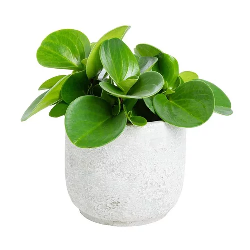 Plante graphique avec cache-pot Ø 12 cm