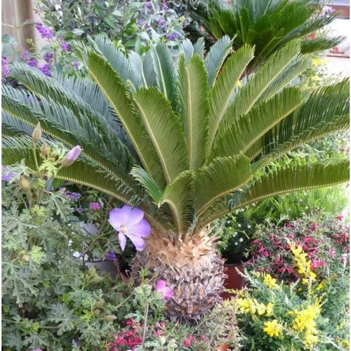 Cycas Revoluta ou faux palmier vert en pot de 7 L
