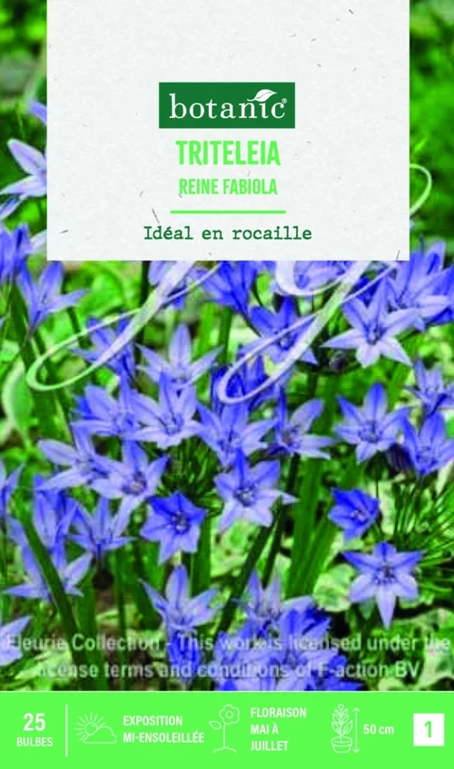 Bulbes de fleurs Triteleia Reine Fabiola botanic® – 25 bulbes
