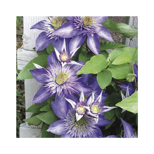 CLEMATITE MULTIBLUE. Le pot de 3 litres