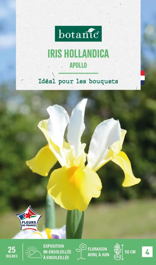 Iris hollandica apollo botanic® - 25 bulbes