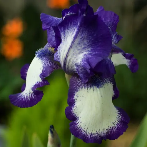 Iris Des Jardins 'Glenans'. Le pot de 1 litre