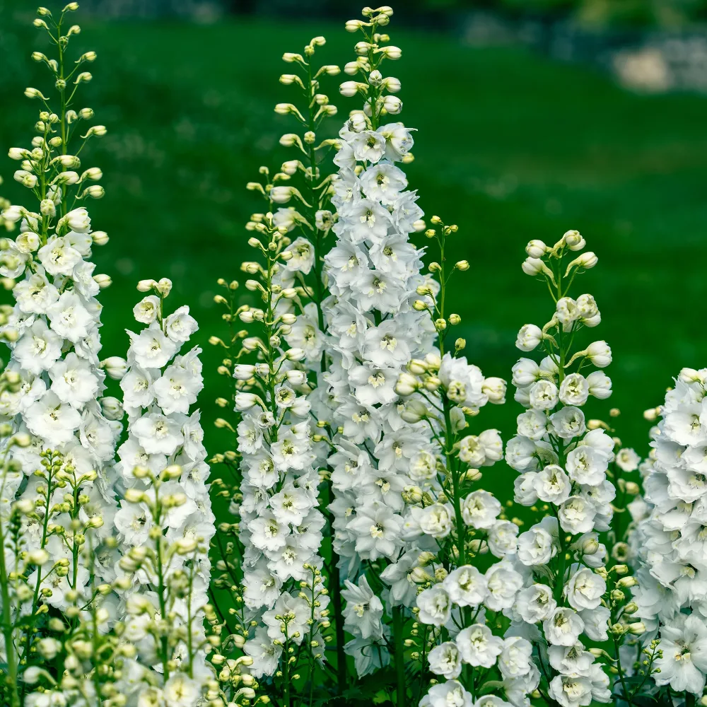 Delphinium géant Galahad Delphinium Pacific Galahad